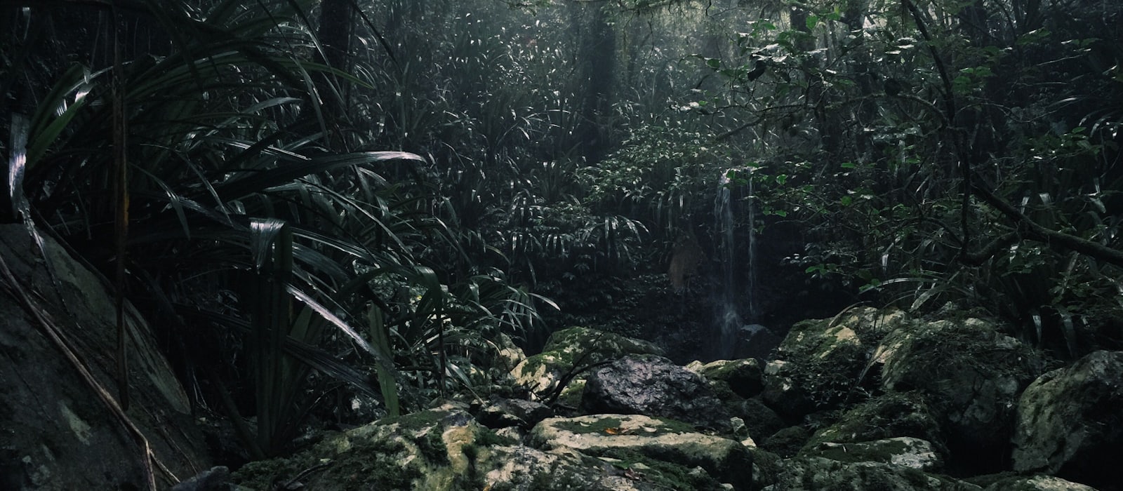Amazon jungle